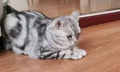 猫咪磨地板是为什么 猫咪磨地板是为什么