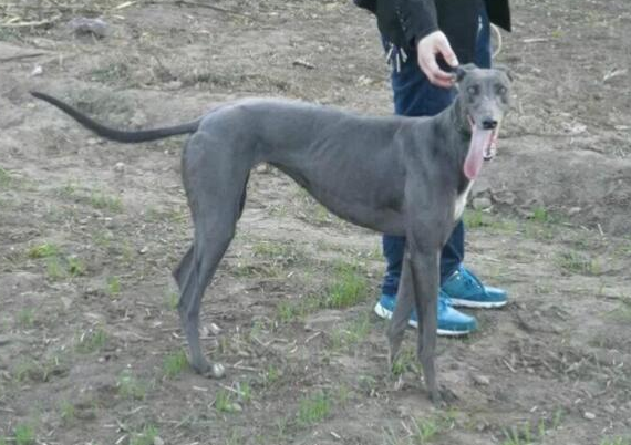 格力犬拉稀怎么办？别慌，缓解方法这里有