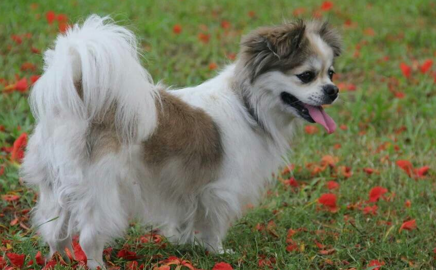 蝴蝶犬不吃东西怎么了？要重视