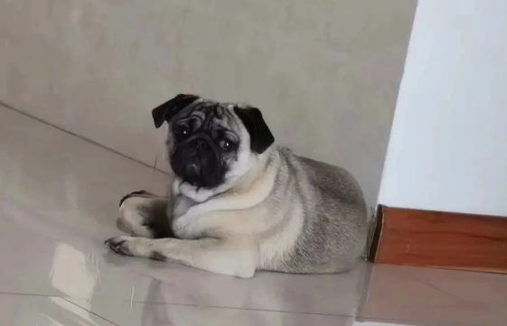 巴哥犬什么时候打疫苗?想知道的看这里 巴哥犬什么时候打疫苗?想知道的看这里