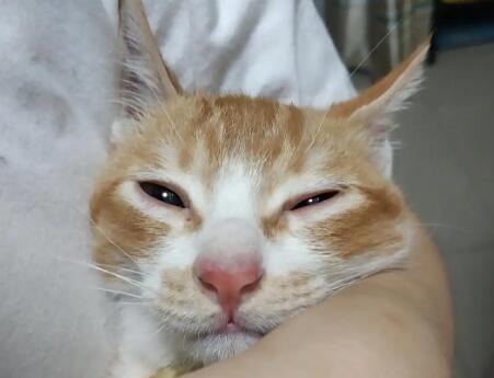 猫鼻子干不吃东西精神不好 猫鼻子干不吃东西精神不好