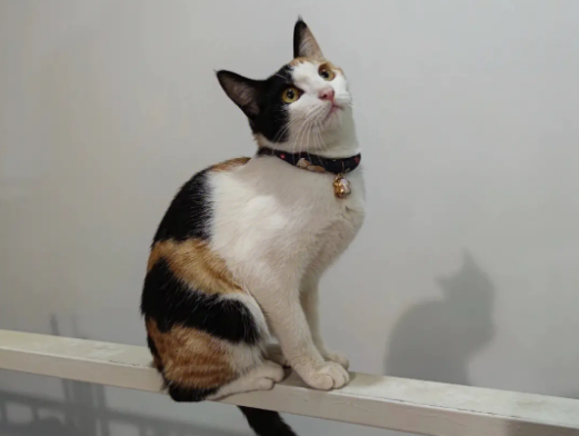 为啥三花猫很少生出纯白猫