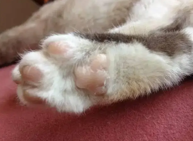猫咪脚底为什么要涂盐酸 猫咪脚底为什么要涂盐酸