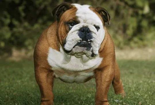 英国斗牛犬感冒怎么办？不妨来这里看看吧