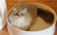 Pidan猫砂盆颜值