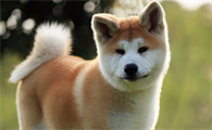 秋田犬多久能听话?你了解多少呢?