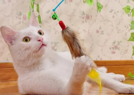 自制猫咪逗猫棒 自制猫咪逗猫棒