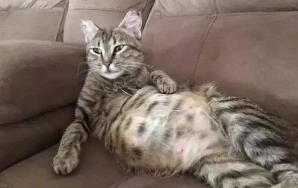猫咪产后为什么要避光呢 猫咪产后为什么要避光呢