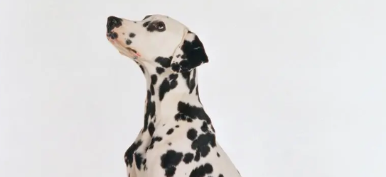 斑点狗是禁养犬吗?来看看 斑点狗是禁养犬吗?来看看