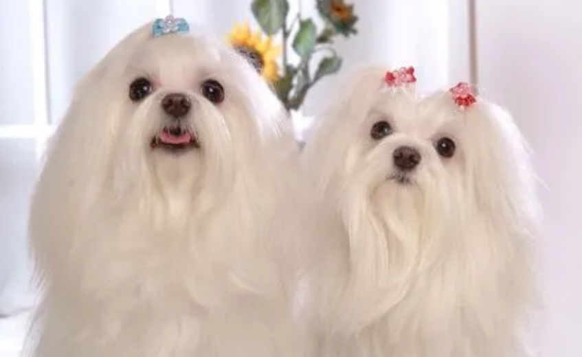 马尔济斯犬泪痕怎么办？试试这三个办法