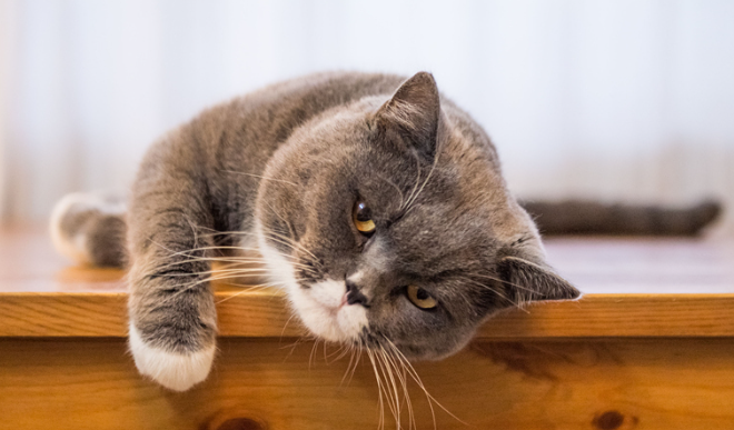 猫的30种情绪表达 猫的30种情绪表达