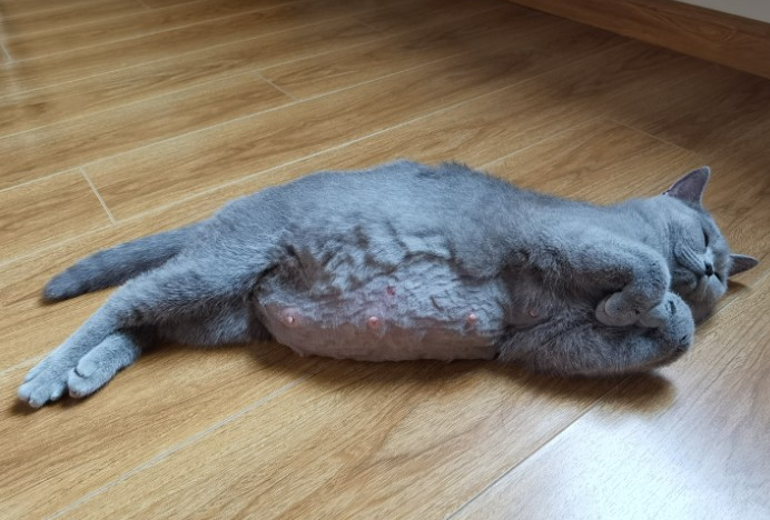 一个月小猫怎么分公母图片