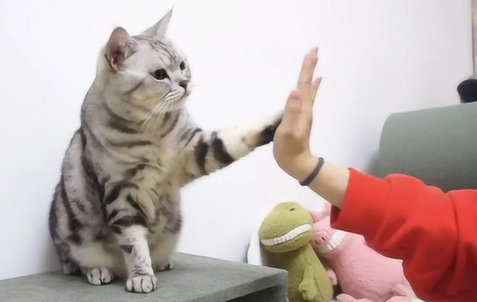 猫咪不会握手怎么办