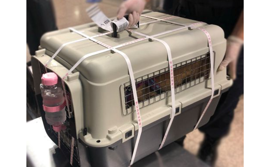 可以托运狗狗吗 可以托运狗狗吗