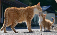 怎样知道猫咪怀孕了