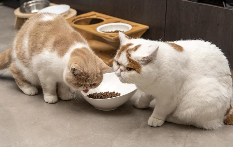 养猫必须买的东西有哪些 养猫必须买的东西有哪些