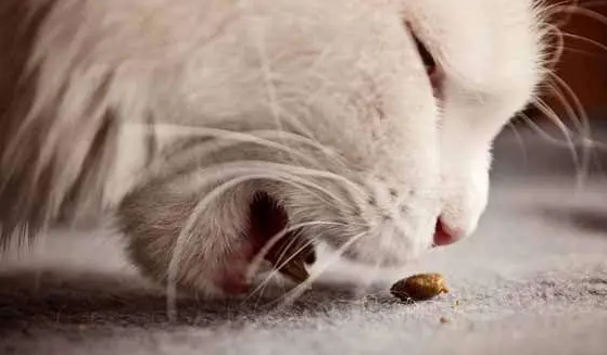 猫咪喂了狗粮为什么吐了很多