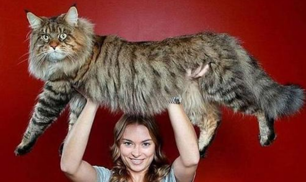 这是我见过世界上最大的猫