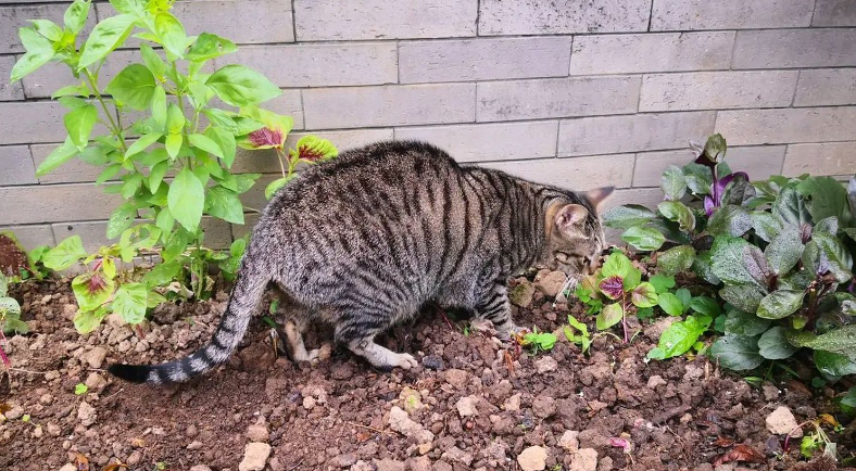 猫咪总是刨地是啥意思 猫咪总是刨地是啥意思