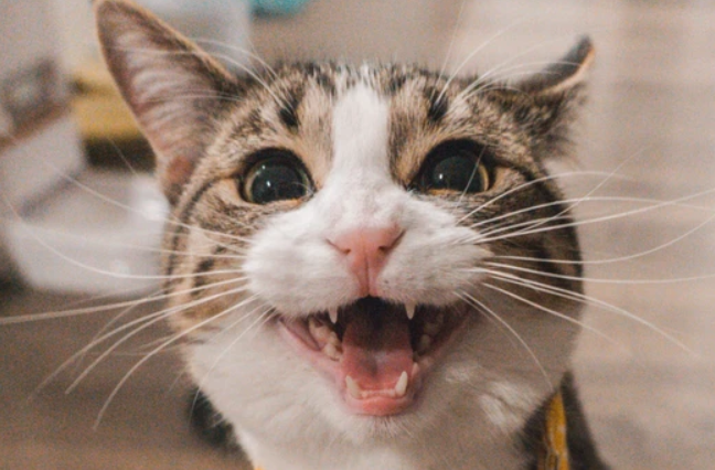 猫咪冬天为什么会叫个不停