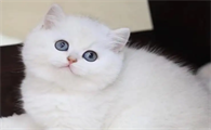 银渐层公猫几个月开始发情？铲屎官来看看吧