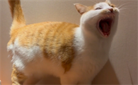 猫咪为什么都是嘤嘤怪叫的声音