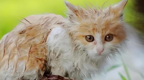 猫咪为什么心里冷冷的