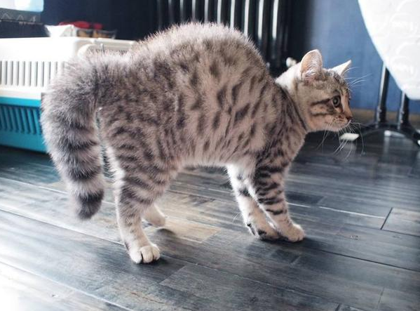 猫咪总弓背乱跑是为什么呢 猫咪总弓背乱跑是为什么呢