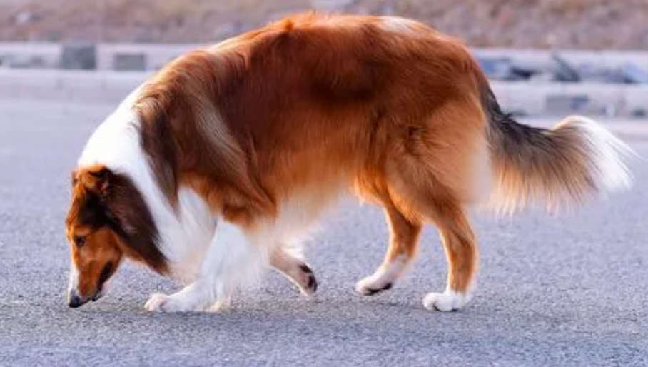 苏格兰牧羊犬性格好不好?该如何驾驭 苏格兰牧羊犬性格好不好?该如何驾驭