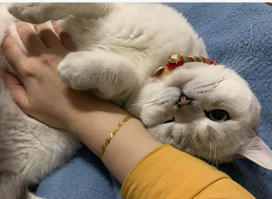 遇到白猫黏你什么情况
