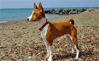 带你了解一下,巴仙吉犬怎么养?