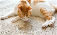 猫咪为什么排尿少的原因有哪些