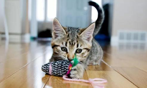 为什么猫咪会变成猎物