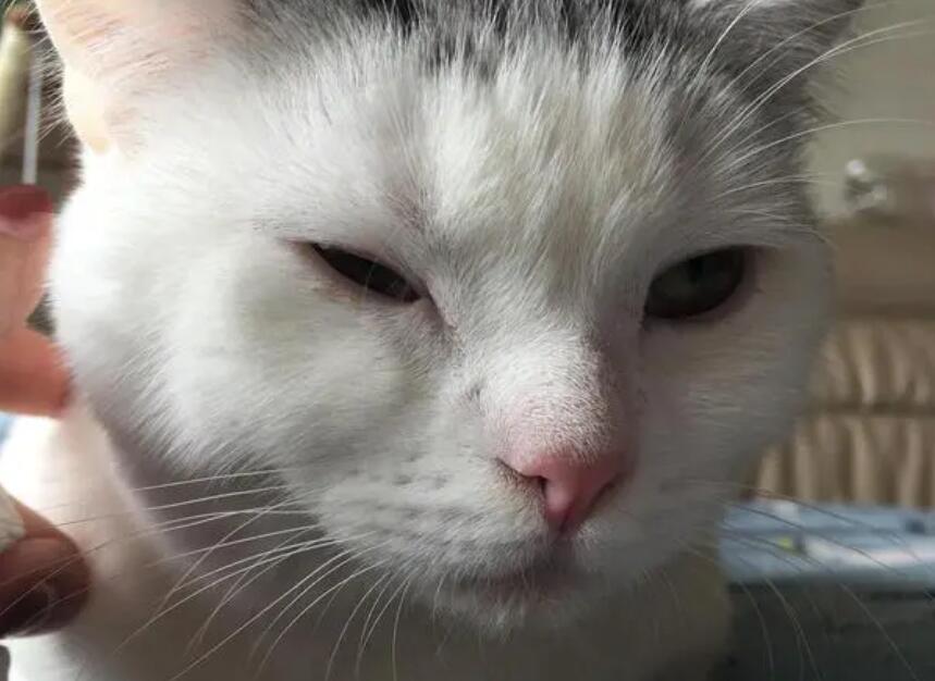 为什么猫咪没有眼睛睁大