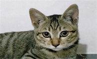 狸花猫分几种花纹