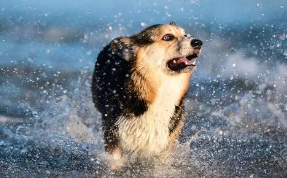 名犬养殖基地的狗狗可以买吗