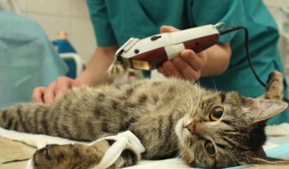 母猫绝育当天夜里死了