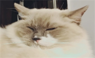 猫咪睡觉脖子不酸吗为什么