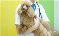 宠物医院怎么样