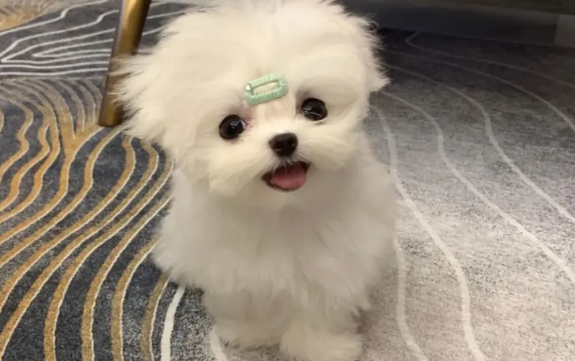 马尔济斯犬为什么会叫？叫的原因居然是？