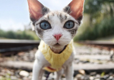如何鉴别小猫公母
