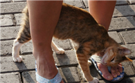 猫咪蹭脚是为什么