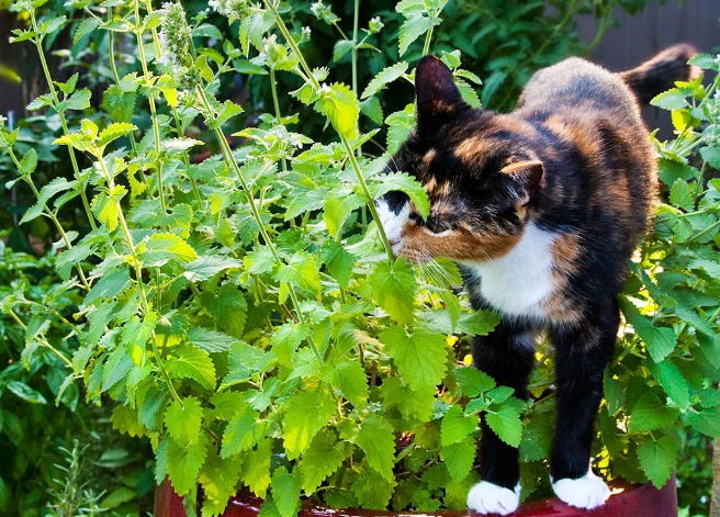 猫咪适合养什么植物