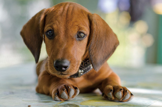 腊肠犬智商低吗?不妨来看看吧 腊肠犬智商低吗?不妨来看看吧