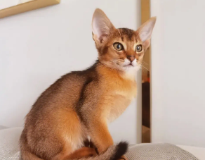 阿比西尼亚猫性格怎样？一文告诉你！