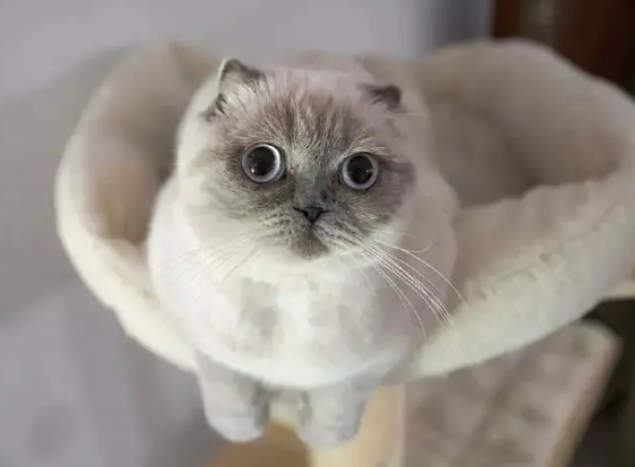 养猫咪的生活有趣吗 养猫咪的生活有趣吗
