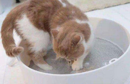 猫咪拉粑粑为什么会埋起来 猫咪拉粑粑为什么会埋起来
