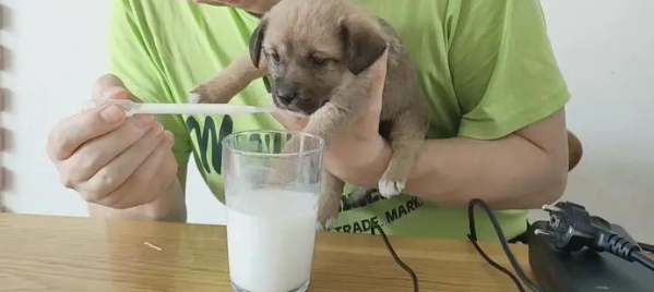 小奶狗一直叫哼唧也不喝奶