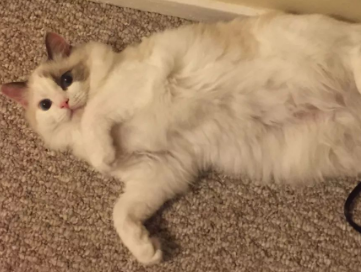 猫咪肚子叫发抖是为什么
