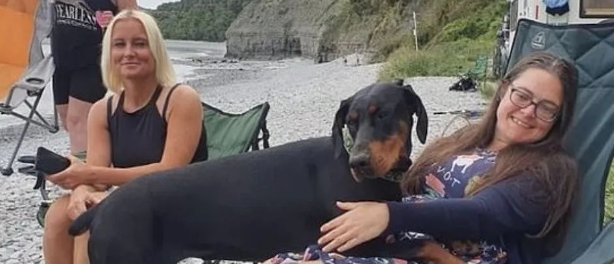 狗狗狂闻路人赖着不走？帮患病主人找到完美肾源，概率2千万分之一！